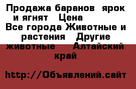 Продажа баранов, ярок и ягнят › Цена ­ 3 500 - Все города Животные и растения » Другие животные   . Алтайский край